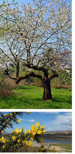 Cherry tree in old orchard